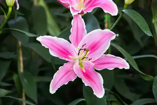 stock image pink lilly flower in the garden and blur background