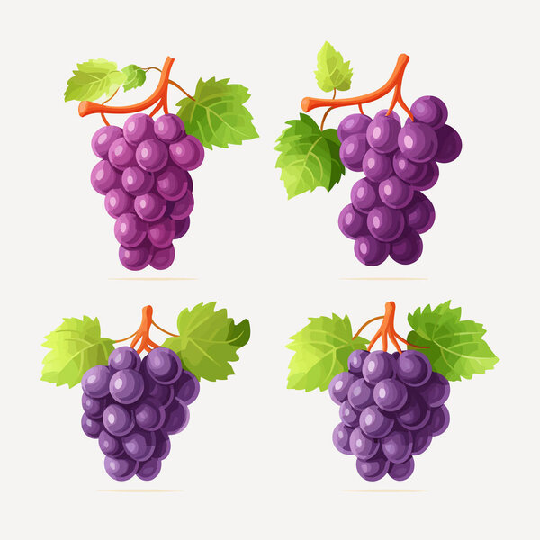 Grape vector illustration set isolated