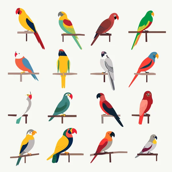 Papagaios Conjunto Vetor Ilustração Isolado — Vetor de Stock