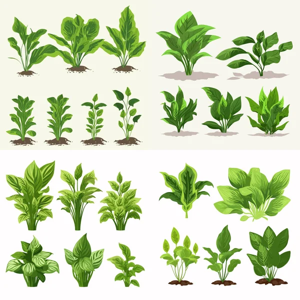 Πράσινο Φύλλα Hosta Διάνυσμα Που Απομονώνονται Λευκό — Διανυσματικό Αρχείο