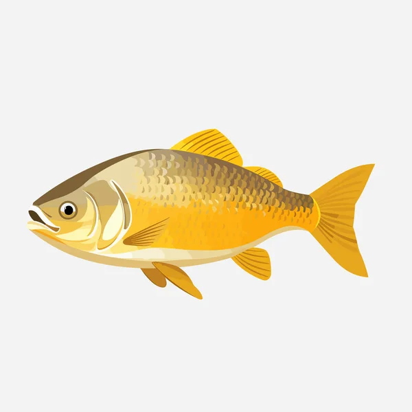 Goldener Dorado Fisch Vektor Flach Minimalistisch Isoliert — Stockvektor