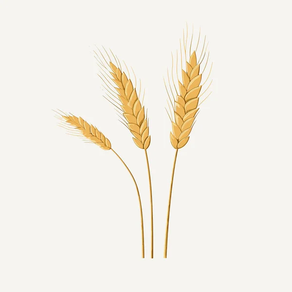 Pšeničný Vektor Plochý Minimalistický Majetek Izolované Ilustrace — Stockový vektor