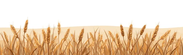 Векторная Плоская Минималистичная Изолированная Иллюстрация Поля Пшеницы — стоковый вектор