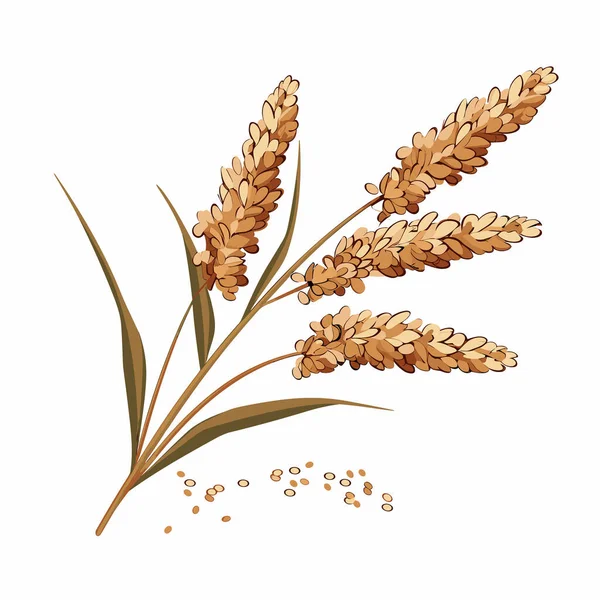 Quinoa Vektor Flache Minimalistische Vermögenswerte Isolierte Illustration — Stockvektor