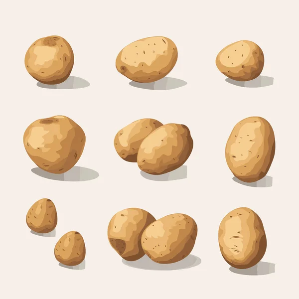 Potatis Realistisk Uppsättning Vektor Platt Minimalistisk Isolerad Illustration — Stock vektor