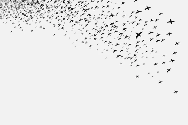 Vogelschwarm Vektoriert Flache Minimalistische Isolierte Illustration — Stockvektor