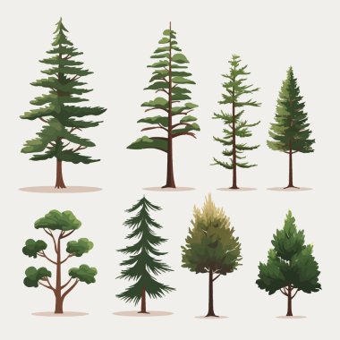 pine trees set vector flat minimalistic isolated illustration clipart