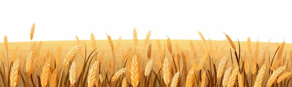 Jednoduchý Vektor Pšeničného Pole Hladký Řez Vložení Izolované Ilustrace — Stockový vektor