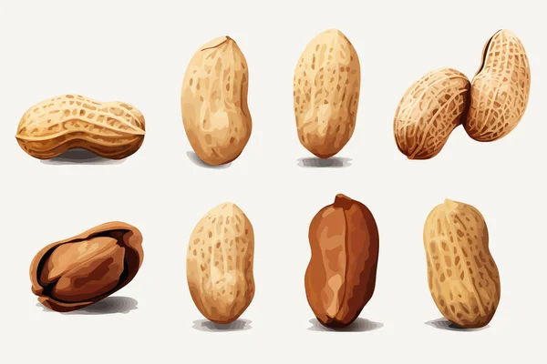 Peanuts Vektor Flache Minimalistische Isolierte Illustration — Stockvektor