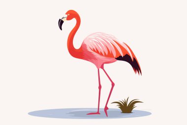 flamingo vektörü düz minimalistik izole vektör biçimi illüstrasyonu