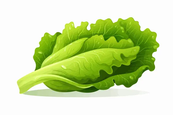 Stock vector Lettuce vector flat minimalistic isolated vector style illustration