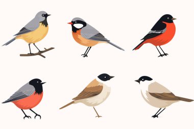 En yaygın Amerikan kuşlarının koleksiyonu izole edilmiş vektör biçimi çizimi