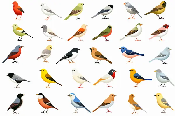 Συλλογή Από Πιο Κοινά Πουλιά Των Ηπα Απομονωμένη Διανυσματική Εικονογράφηση — Διανυσματικό Αρχείο