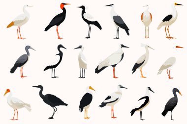 En yaygın Asya kuşlarının koleksiyonu izole edilmiş vektör biçimi çizimi