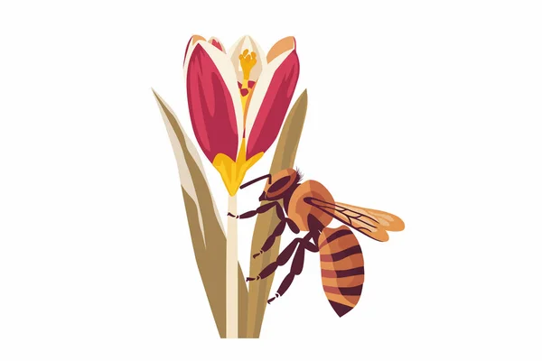 Μέλισσα Γονιμοποίηση Νωρίς Άνοιξη Λουλούδι Απομονωμένο Διανυσματικό Στυλ — Διανυσματικό Αρχείο