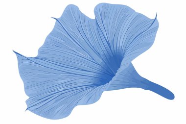 blue morning glory flower petal stock image isolated vector style clipart