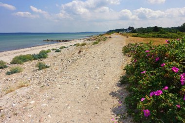 Baltic Sea coast, beach near Behrensdorf, Schleswig-Holstein, Germany  clipart