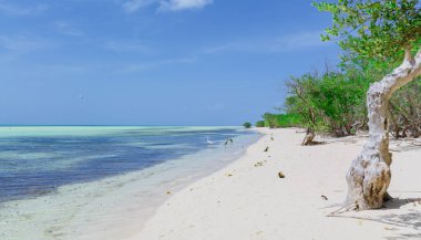 Cayo coco Cuba, gorgeous beautiful secluded beach area, nice landscape view with wildlife, birds in background on sunny gorgeous day