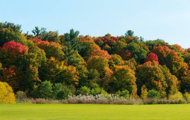 Güneşli bir günde renkli ağaçlarla güzel bir sonbahar manzarası 