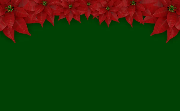 Återgivning Full Blommande Röd Julstjärna Blomma Kopia Utrymme Grön Bakgrund — Stockfoto