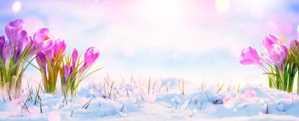 Piękne Kwiaty Krokusa Rosnące Śniegu Miękkim Ciepłym Słońcem Wiosenny Krajobraz — Zdjęcie stockowe