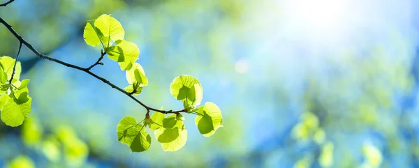 Închiderea Frunzelor Verzi Proaspete Ramura Copacului Cerul Albastru Lumina Soarelui — Fotografie, imagine de stoc