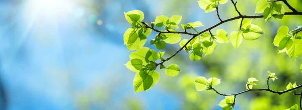 青空と陽射しが差し込む木の枝に新緑の葉のクローズアップ — ストック写真