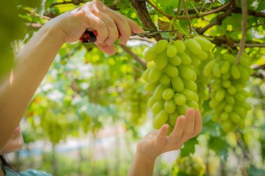 Kadın çiftçiler bir demet taze üzüm, yeşil üzüm, üzüm, yeşil üzüm kesiyor..
