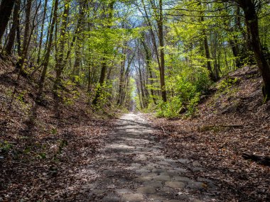 Baharın başlarında, güneşli bir günde, Paris yakınlarındaki Thothe kasabasında bir ormanın içinden geçen bir patika.