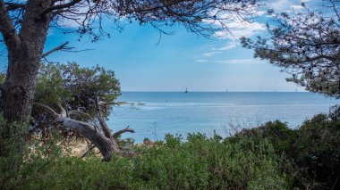Cannes açıklarındaki Lerins Adası 'ndan Akdeniz' in çam ağaçları tarafından çerçevelenmiş bir manzara. Güneşli bir bahar gününde çekilmiş.