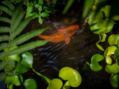 Berastagi, Endonezya 'da yemyeşil tropik bitki örtüsüyle çevrili bir gölette bir akvaryum balığı. İnsansız güneşli bir günde çekilmiş..