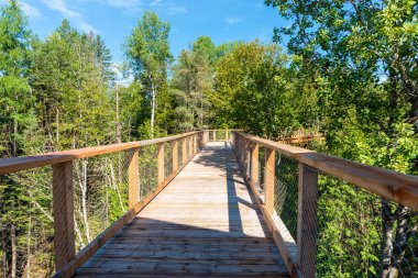 A wooden elevated boardwalk in the Laurentian boreal forest, Quebec, Canada. Taken on a sunny summer day with no people