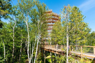 A wooden tower and an elevated boardwalk in the Laurentian boreal forest, Quebec, Canada. Taken on a sunny summer day with one unrecognizable ederly man seen from behind