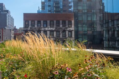NYC buildings seen from the High Line Park with ornamental grass and pink rudbeckia in the foreground, taken on a sunny summer day with no people