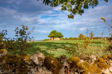 Güneybatı Fransa 'da sarmaşıkla kaplanmış terk edilmiş bir güvercin güneşli bir sonbahar gününde hiç kimsenin olmadığı Camino de Santiago patikası boyunca götürüldü.