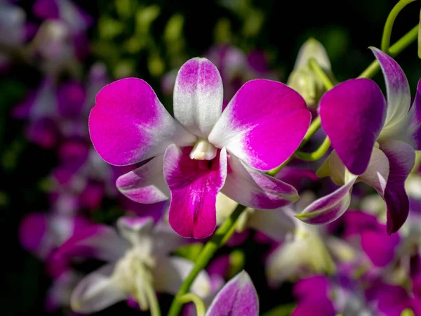 stock image Close-up on a Dendrobium pink and white orchid under natural light. Taken at the Singapore botanical garden