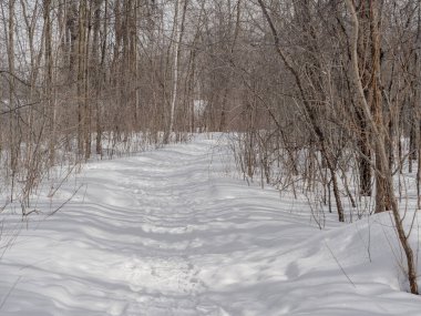 Montreal, Quebec, Kanada yakınlarında güneşli bir kış gününde, yaprak döken bir ormanın içinden geçen karda yol.