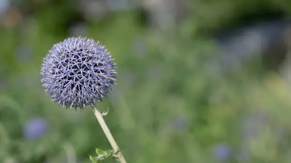 stock image One single flower of Globethistle, Echinops ritro with blurred green background