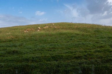 Grassy tepesi Güney Batı Fransa 'da koyunlarla kaplıydı. İnsansız bir yaz gününde çekilmiş..