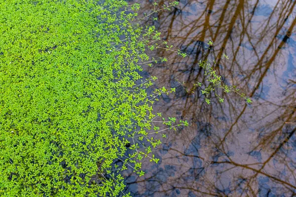 Üzerinde su bitkileri yüzen bir ormandaki su birikintisi. Bulutlu bir kış gününde hiç insan olmadan çekilmiş..