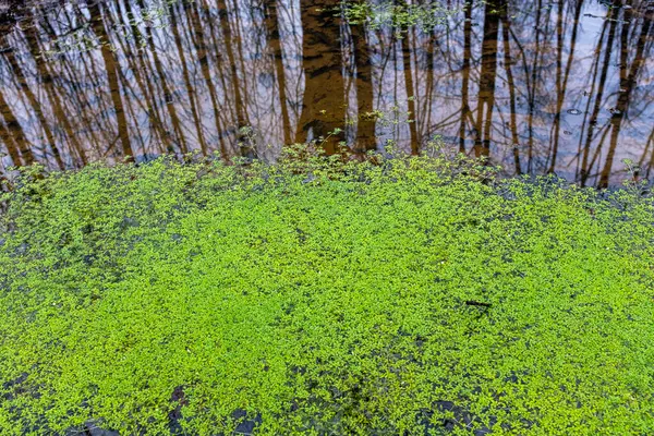 Üzerinde su bitkileri yüzen bir ormandaki su birikintisi. Bulutlu bir kış gününde hiç insan olmadan çekilmiş..