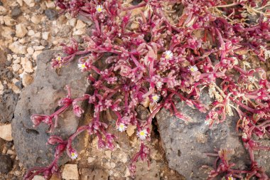 Mesembryanthemum nodiflorum Kanarya Adaları 'ndaki Fuerteventura volkanik adasında birçok yerde yetişir.