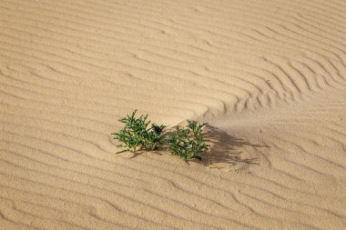 Kanarya Adaları 'ndaki Fuerteventura adasındaki Parque Natural de Corralejo' da kum tepeleri.