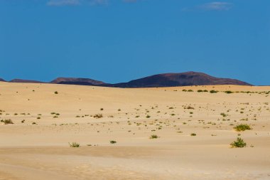 Kanarya Adaları 'ndaki Fuerteventura adasındaki Parque Natural de Corralejo' da kum tepeleri.