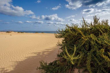 Kanarya Adaları 'ndaki Fuerteventura adasındaki Parque Natural de Corralejo' da kum tepeleri.