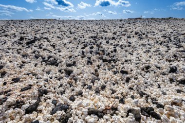 Kanarya Adaları 'ndaki Fuerteventura adasında Corralejo yakınlarında patlamış mısır plajı.