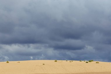 Kanarya Adaları 'ndaki Fuerteventura adasındaki Parque Natural de Corralejo' da kum tepeleri.