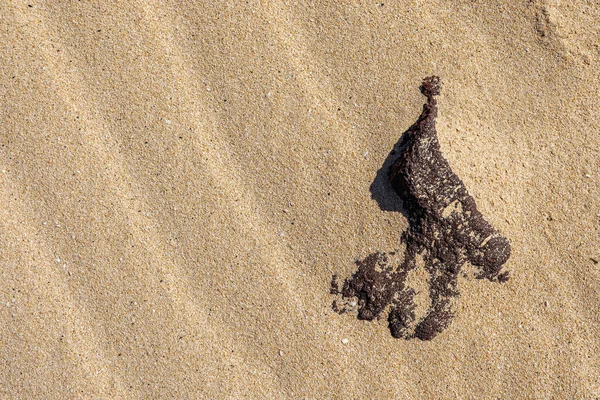 Die Sandküste Bei Corralejo Auf Der Insel Fuerteventura Auf Den — Stockfoto