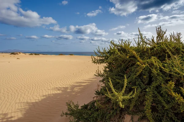 Dune Sabbia Nel Parque Natural Corralejo Sull Isola Fuerteventura Nelle — Foto Stock