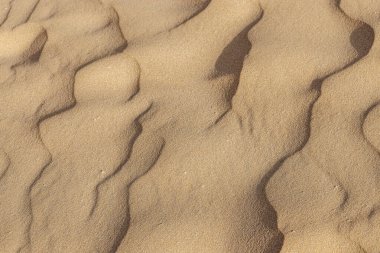 Kanarya Adaları 'ndaki Fuerteventura adasındaki Parque Natural de Corralejo' da kum tepeleri.